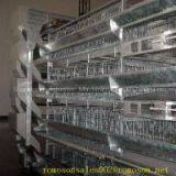 Modern Broiler House Design_shandong Tobetter Compact Design