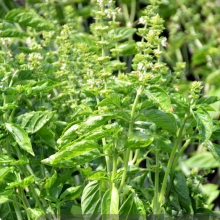 250g Natural Spice Plants Ocimum Basilicum Seed Raw Dried Wholesale Basil Seeds for Home Planting thumbnail-2