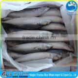 300-500g/pc 300g/pc 500g/pc Pacific Mackerel