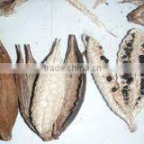 Kapok Seed Meal thumbnail-3