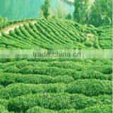 China Green Tea thumbnail-1