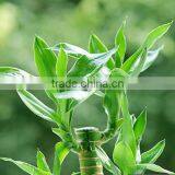 Lucky Bamboo thumbnail-6