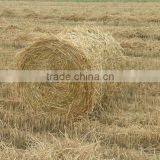 Hot Sale Square Hay Baler /round Hay Baler thumbnail-3
