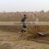 Reed Reaper Harvester Machine on Sale thumbnail-6