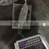 Best Quality Reasonable Price Frozen Bonito Sarda Sarda thumbnail-5