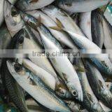 Frozen W/R Pacific Mackerel Good-quality Fresh Fish Seafood thumbnail-2