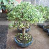 Ilex Chinensis Sims Bonsai Ball Shape thumbnail-4