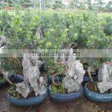 Stone Bonsai Podocarpus Macrophyllus for Decoration thumbnail-4