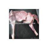 Frozen Lamb Carcass 6 Cuts thumbnail-1