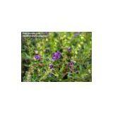 Scutellaria Baicalensis Extract thumbnail-3