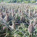 Pineapple thumbnail-3