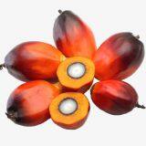 Oil Bleaching Food Grade MSDS 206 Activated Bleaching Earth Price for Refining Palm Oil thumbnail-4