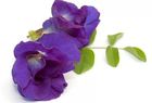 Butterfly pea Extract, Butterfly pea flower Powder, Clitoria ternatea extract, Blue powder, Yongyuan Bio