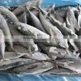 FROZEN BONITO thumbnail-1