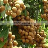 Canned Fresh Longan in Syrup -20 oz Tin (580 ml x 12 Tins) thumbnail-2