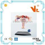 V-HM10 4D MASTER Female Uterus Model thumbnail-4