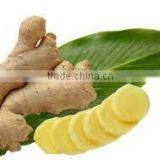 FRESH GINGER FROM VIET NAM