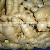 2014Organic Fresh Ginger thumbnail-5