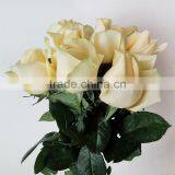 Hot Sale Fresh Cut Natural Rose Flowers From Plants Base thumbnail-2