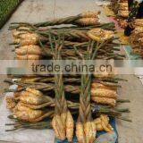 Pachira,Money Tree thumbnail-1
