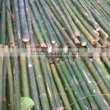 Bamboo Using for Agriculture thumbnail-1