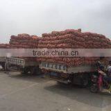 Fresh Style White Garlic From Cold Storage thumbnail-3