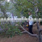 Auto Ignition Portable Thermalf Fogger thumbnail-5