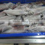 Squid Loligo thumbnail-2