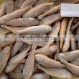 Frozen Yellow Croaker 40/60 G/pc thumbnail-2