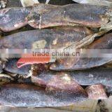 Major Products Peru Squid thumbnail-1