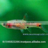Dwawf Rasbora Fish For Sale and Export / Ornamental Fish Thailand thumbnail-1