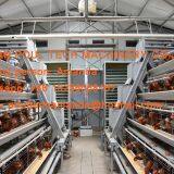 Южноафриканская птицеферма. Горячедувковый цинкованный клеточный комплекс типа A для разведения кур