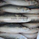 Land Frozen Japanese Mackerel Pacific 10kg 15kg
