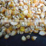 Paraguay Maiz Corn thumbnail-1