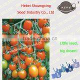 Early Maturity Yellow Hybrid Tomato Seeds