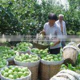 China Early su Pear Green Pear Green su Pear thumbnail-2