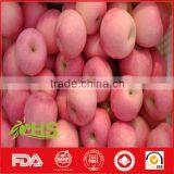 New Fresh Red Fuji Apple With Cheap Price and Rich Nutrition thumbnail-4