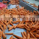 Sweet Taste Good Quality Fresh Carrot From Shandong thumbnail-4