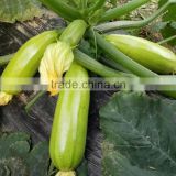 Chinese vegetable seeds High yield hybrid Squash seeds Zucchini seeds for growing-Precious Jade No.8