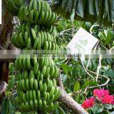 Direct Factory Price the Good Quality Ethylene Ripener for Banana(2) thumbnail-3