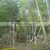 Phyllostachys Heterocycla (Carr.) Mitford Cv. Pubescens & Bamboo thumbnail-5