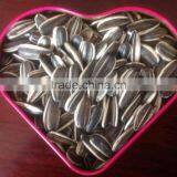 Chinese Hybrid Sunflower Seed for Planting thumbnail-3