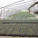 OEM Design Thermoformed Agricultural Plastic Pallets thumbnail-3