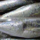 Frozen Horse Mackerel thumbnail-1