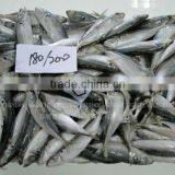 China Export Frozen Horse Mackerel Fish For Sale 180-200 thumbnail-1
