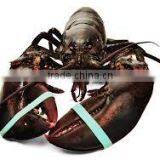 Atlantic Lobster - Live