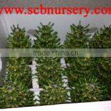 Lucky Bamboo Daracaena Sanderiana Tower Five Layer thumbnail-1