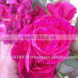 Reliable Supplier for Rose Oils thumbnail-1
