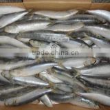 Frozen fishing nets sardines exports 100 -120 pcs