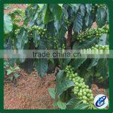 Bulk Raw Coffee Beans, 100% Laos Arabica Coffee Beans thumbnail-2